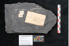Foto (Objekt + Etikett) von Senftenbergia crenata Lindl. et H. (NHMW-GEO-2024-0188-10937)